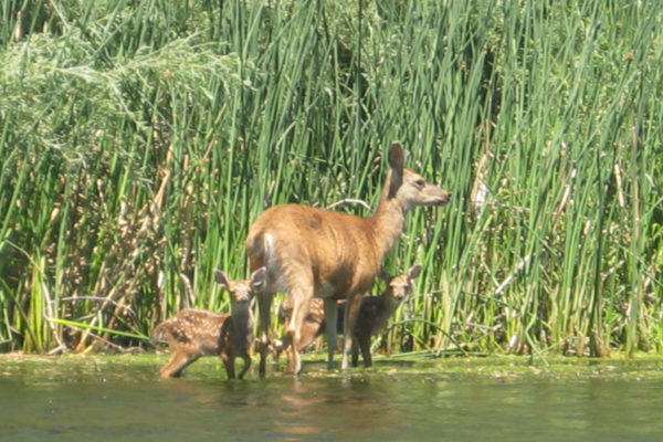 twin-fawns