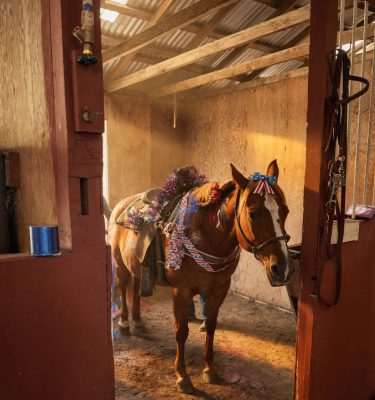 String Horse Sponsorship Program